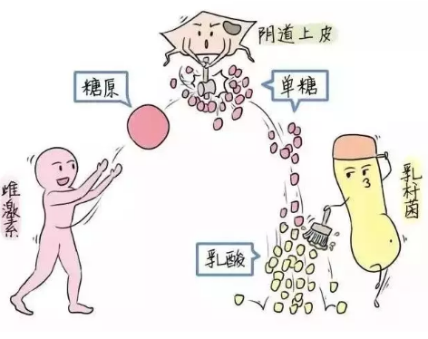 微生態萝卜视频色版廠家教您如何觀察分泌物樣本性狀