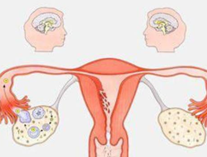 陰道分泌物萝卜AV视频器廠家分析女人排卵的感覺