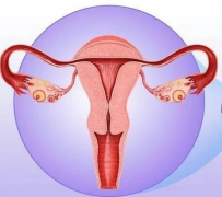 婦科陰道炎萝卜AV视频器廠家提醒女性堅持泡水喝，消炎滅菌，遠離婦科炎症