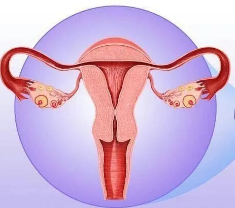 婦科陰道炎萝卜AV视频器廠家提醒女性堅持泡水喝，消炎滅菌，遠離婦科炎症